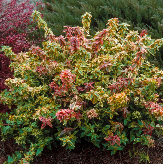 ABELIA KALEIDOSCOPE - Image 3