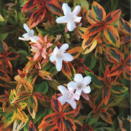 ABELIA KALEIDOSCOPE - Image 4