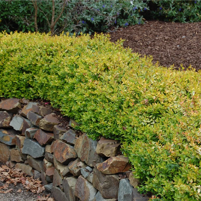 ABELIA KALEIDOSCOPE - Image 5