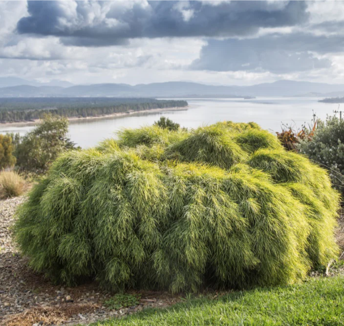 ACACIA LIMELIGHT - Image 3