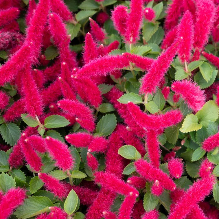 ACALYPHA REPTANS 'STEPHIE'