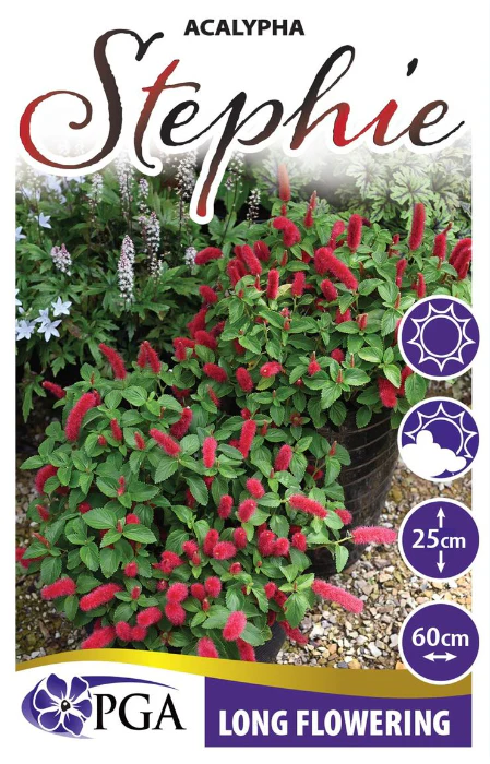 ACALYPHA REPTANS 'STEPHIE' - Image 3