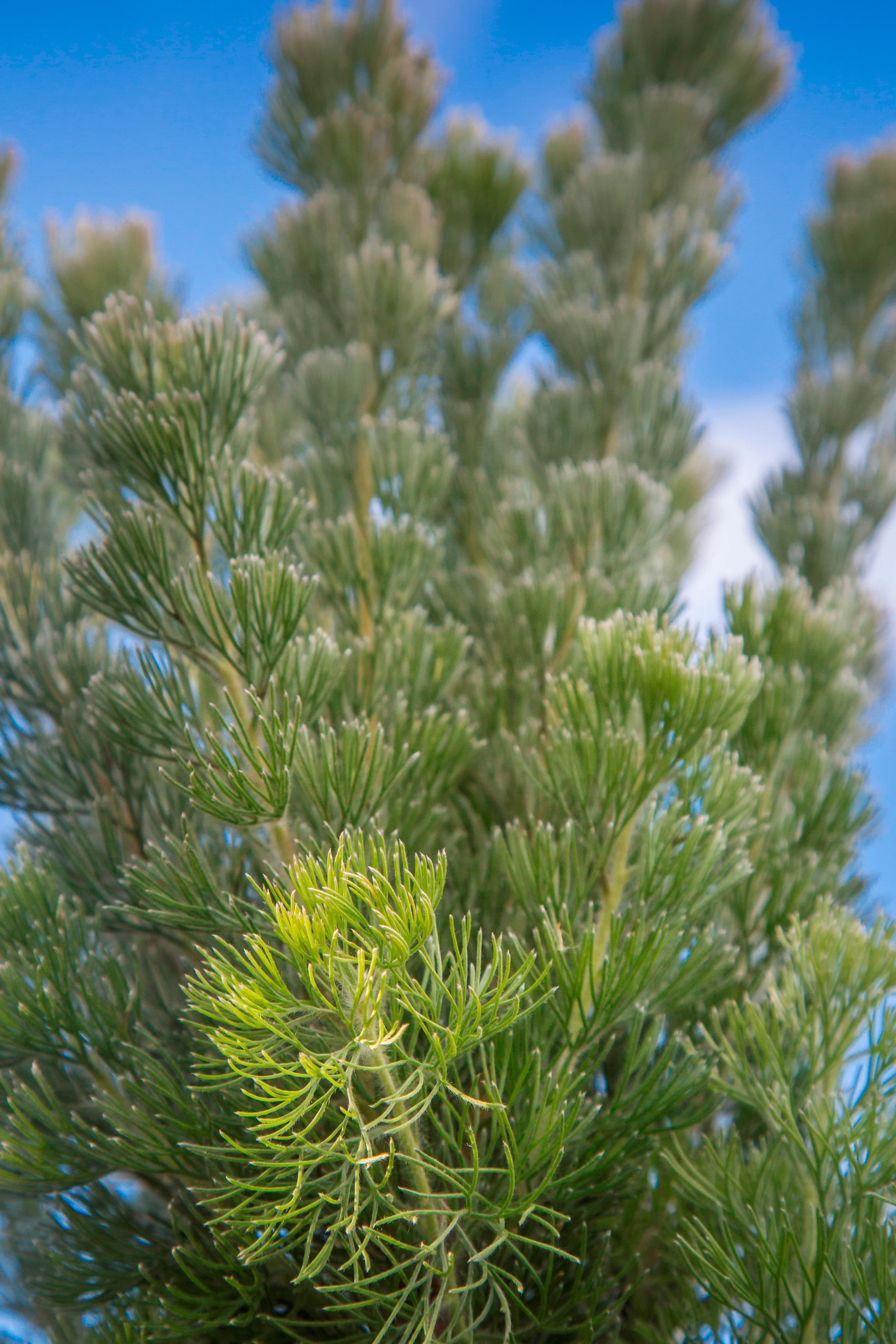 ADENANTHOS PLATINUM - Image 3