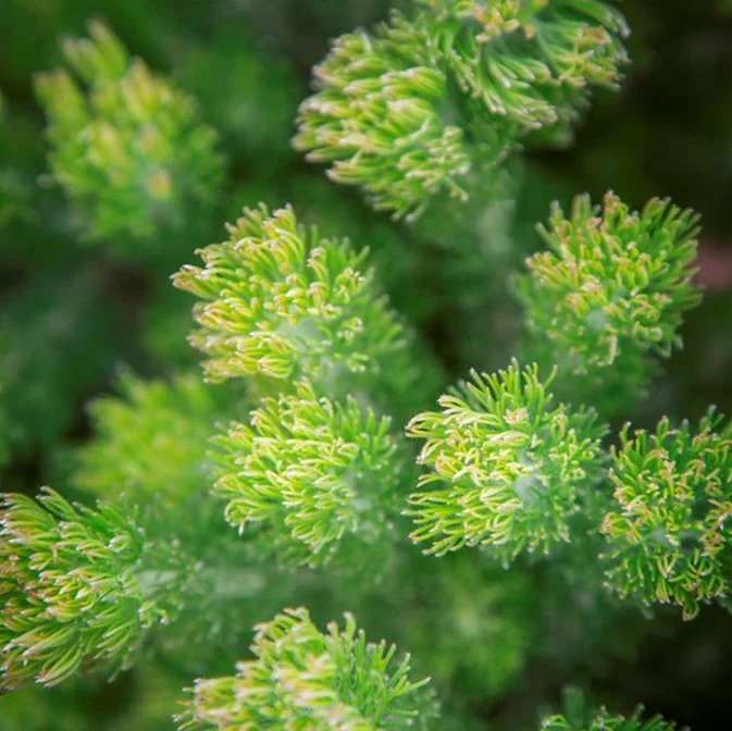 ADENANTHOS PLATINUM - Image 4