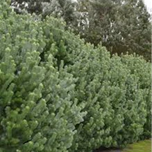 ADENANTHOS PLATINUM - Image 5