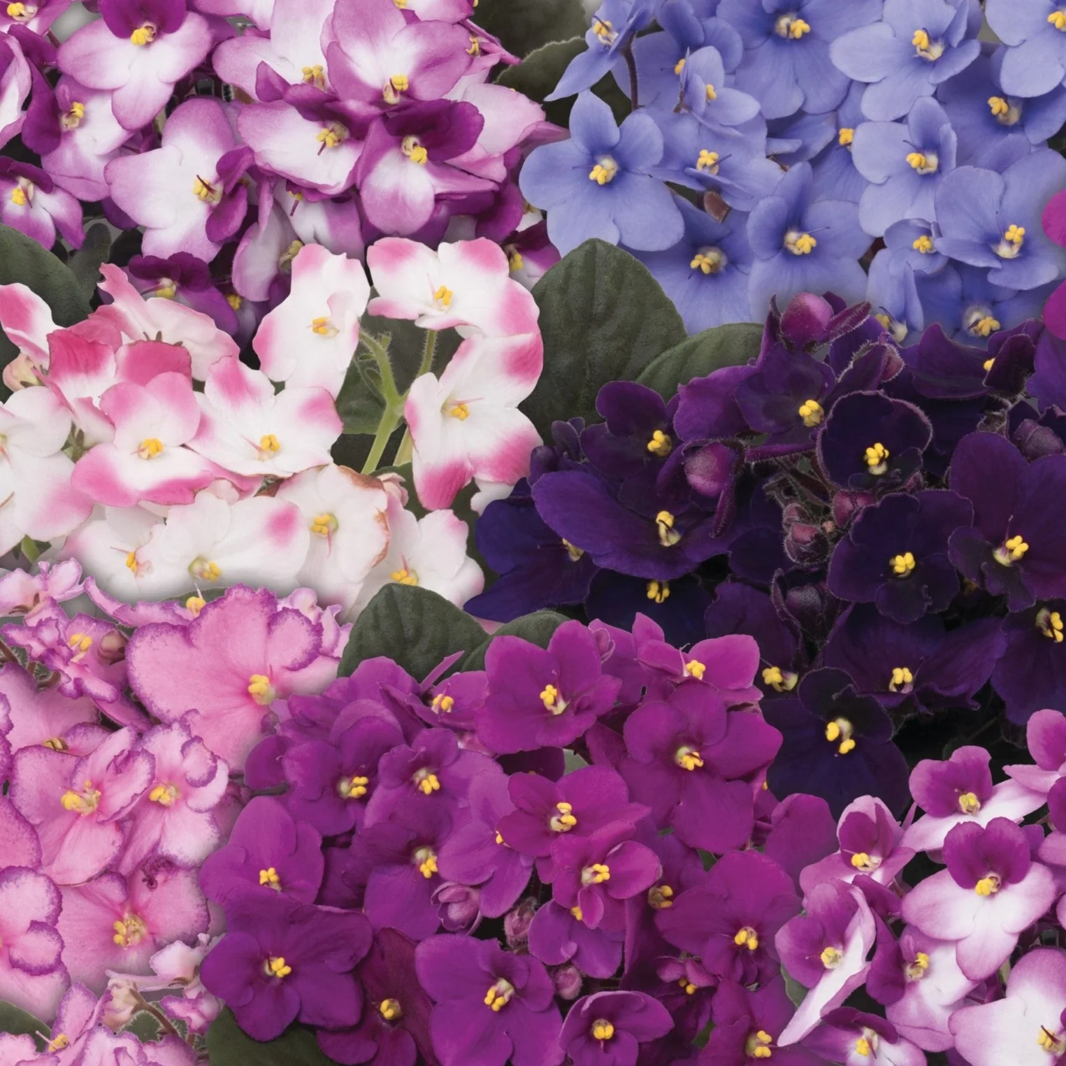 AFRICAN VIOLET 130mm - Image 2