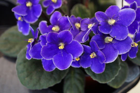 AFRICAN VIOLET 130mm - Image 3