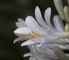 AGAPANTHUS PERPETUAL PEACE - Image 2