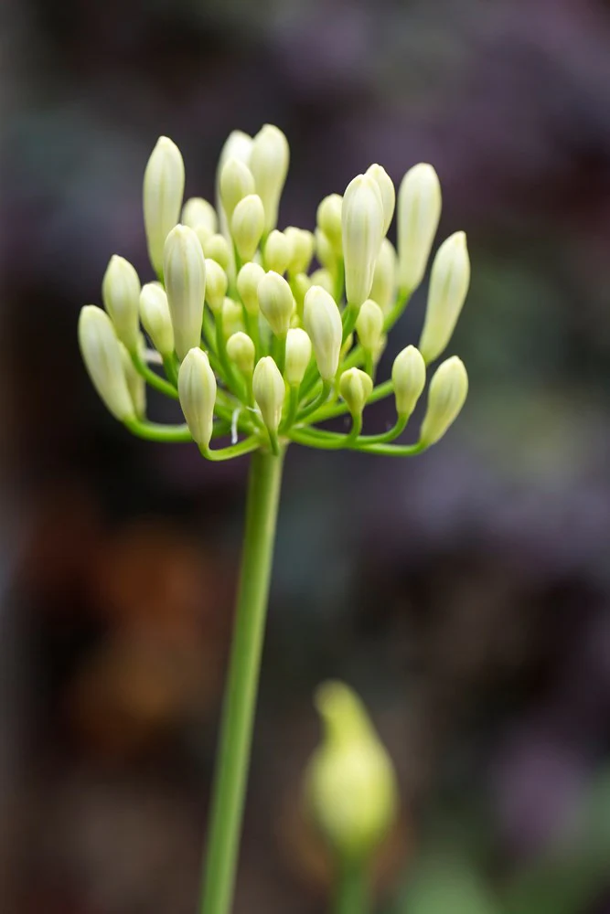 AGAPANTHUS PERPETUAL PEACE - Image 3