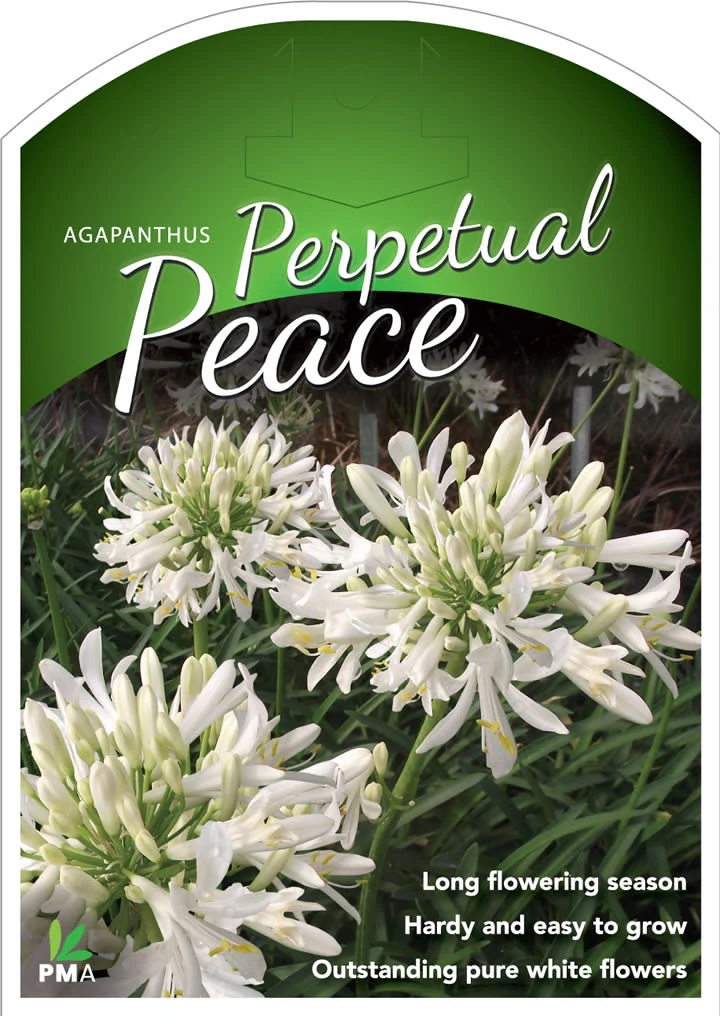 AGAPANTHUS PERPETUAL PEACE - Image 4