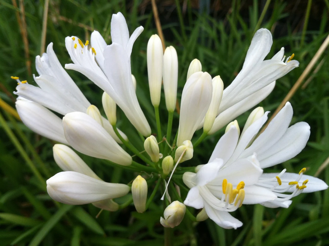 AGAPANTHUS PERPETUAL PEACE - Image 5