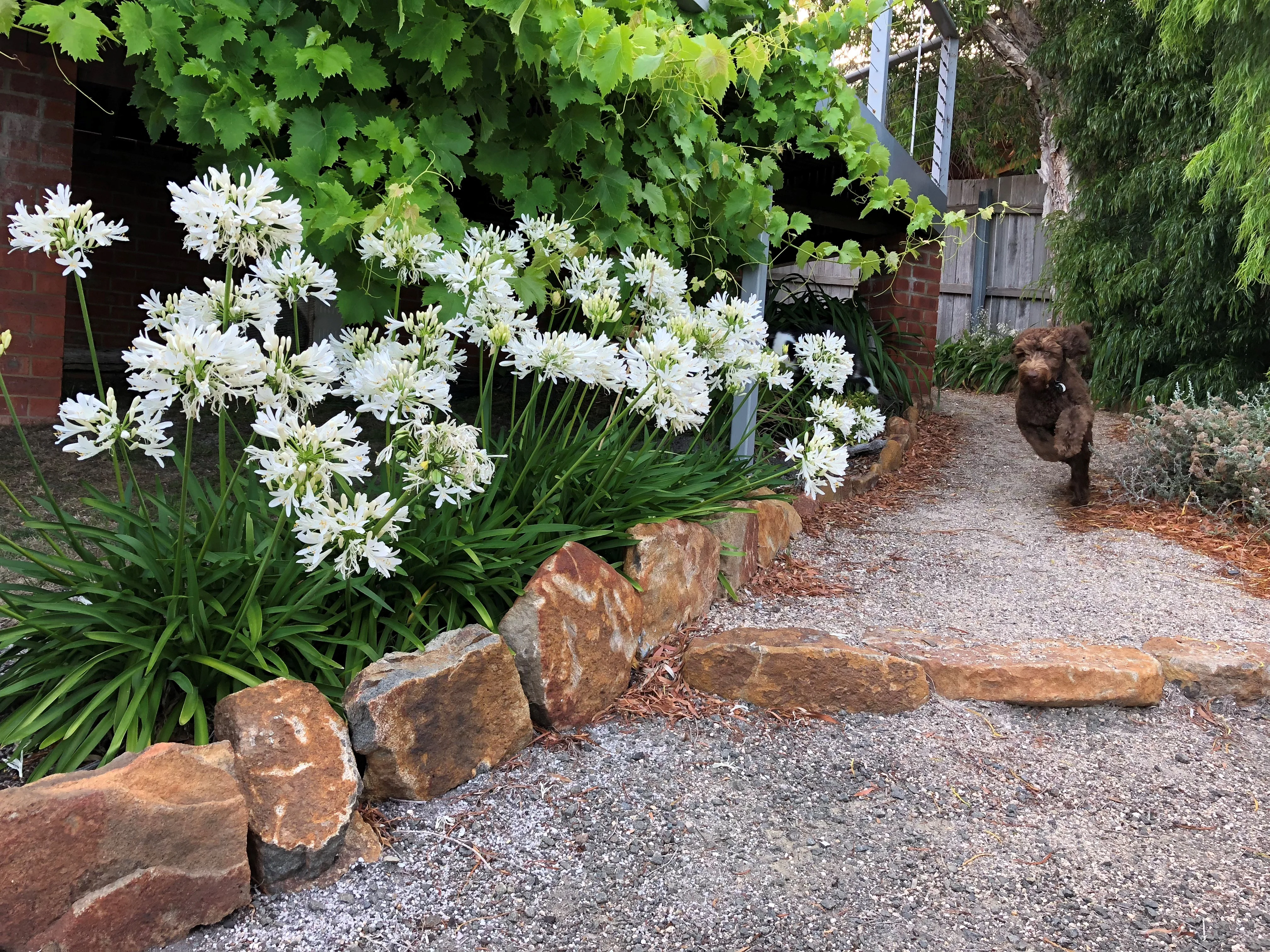 AGAPANTHUS PERPETUAL PEACE - Image 6