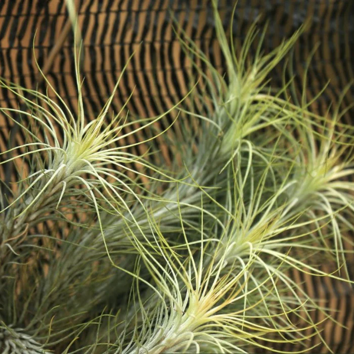 AIR PLANT ADVANCED PLASTIC PACK