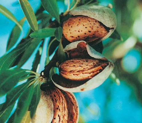 PRE ORDER - ALMOND DWARF SELF POLLINATING - Bare Rooted - Image 2