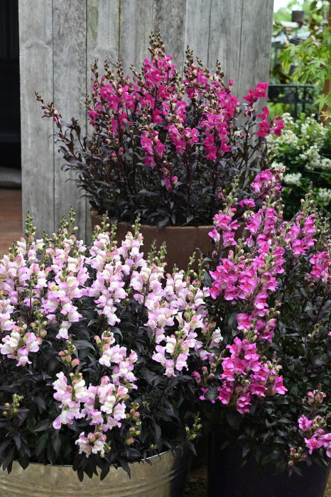 ANTIRRHINUM SNAP IN BLACK
