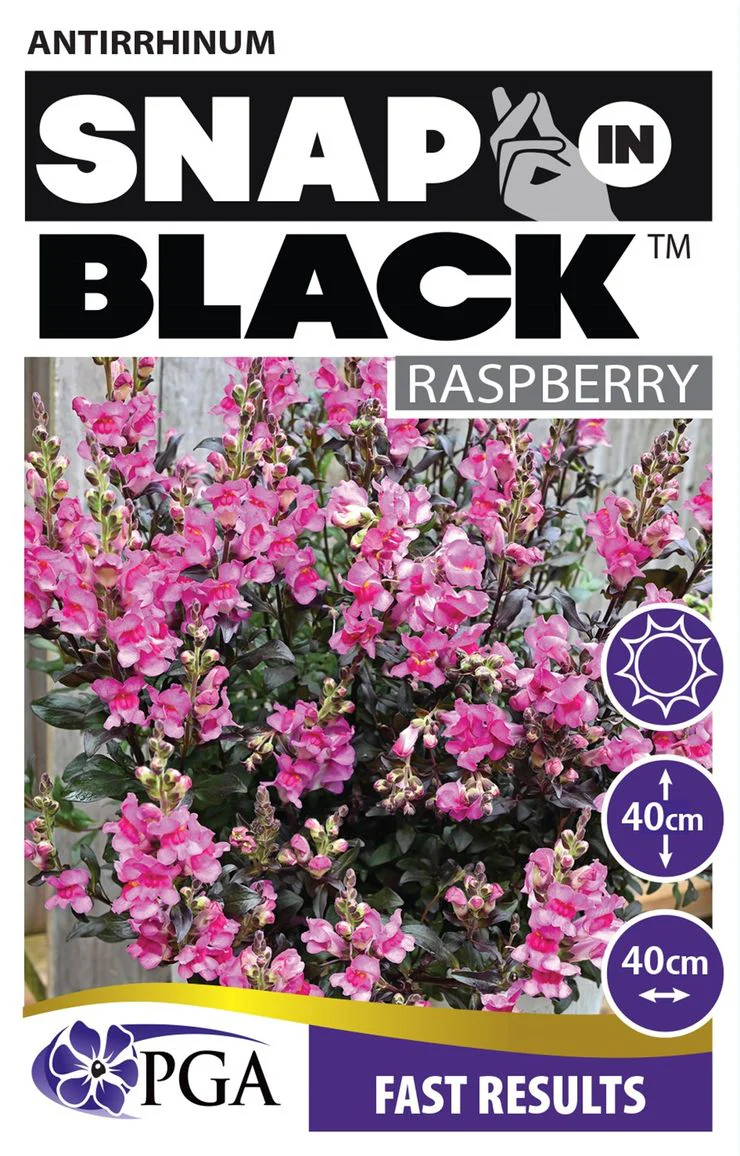 ANTIRRHINUM SNAP IN BLACK - Image 2