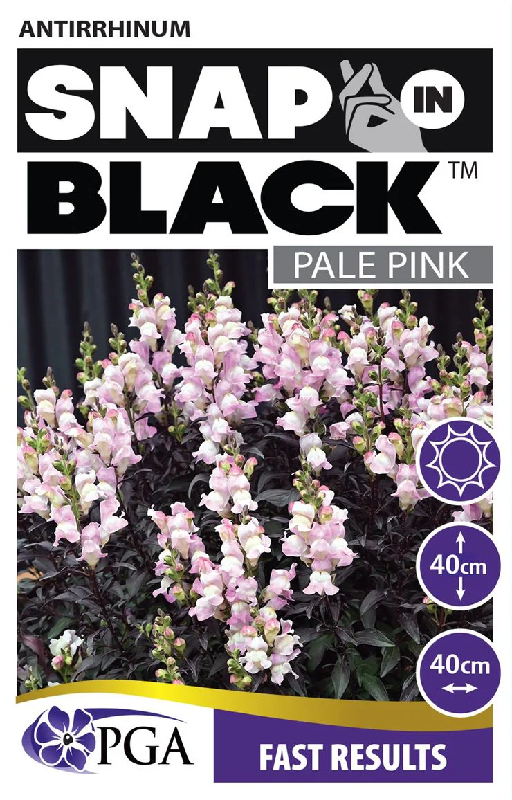 ANTIRRHINUM SNAP IN BLACK - Image 3