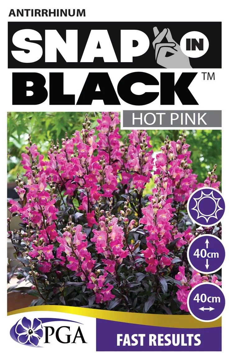 ANTIRRHINUM SNAP IN BLACK - Image 4