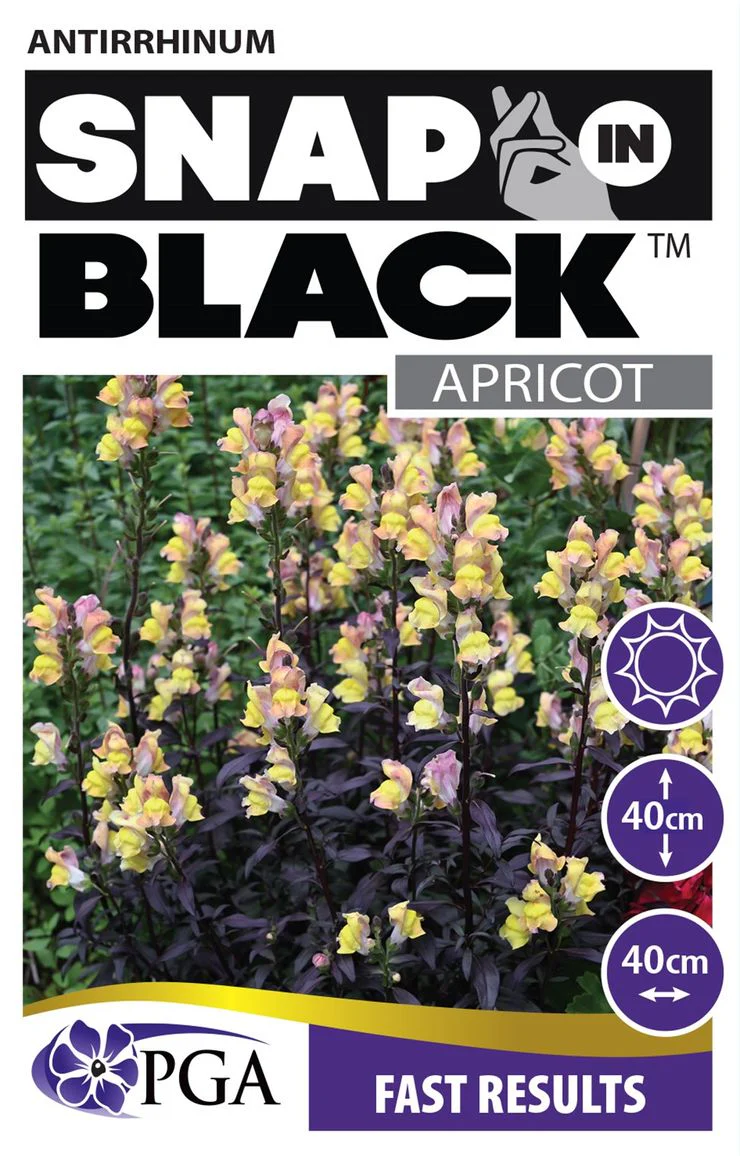ANTIRRHINUM SNAP IN BLACK - Image 5