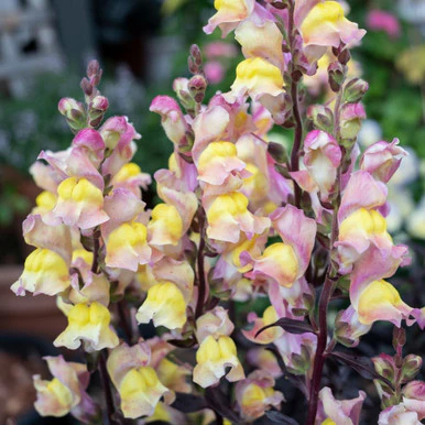 ANTIRRHINUM SNAP IN BLACK - Image 6