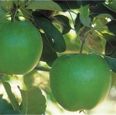 PRE ORDER - APPLE GRANNY SMITH - Bare Rooted