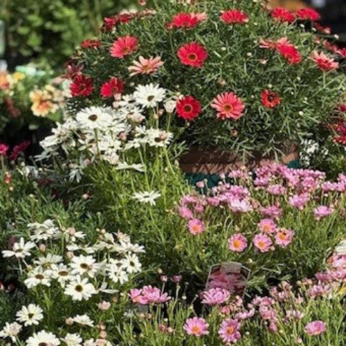 ARGYRANTHEMUM DAISY