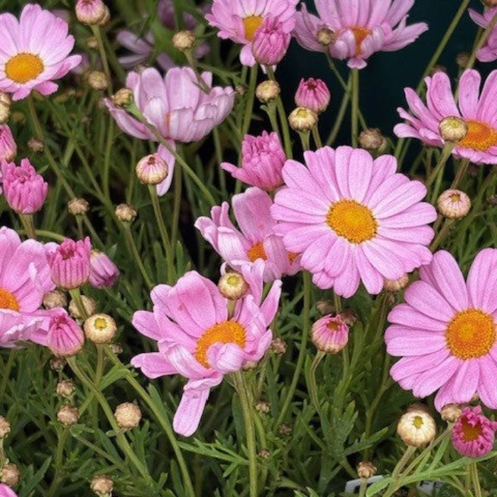 ARGYRANTHEMUM DAISY - Image 2