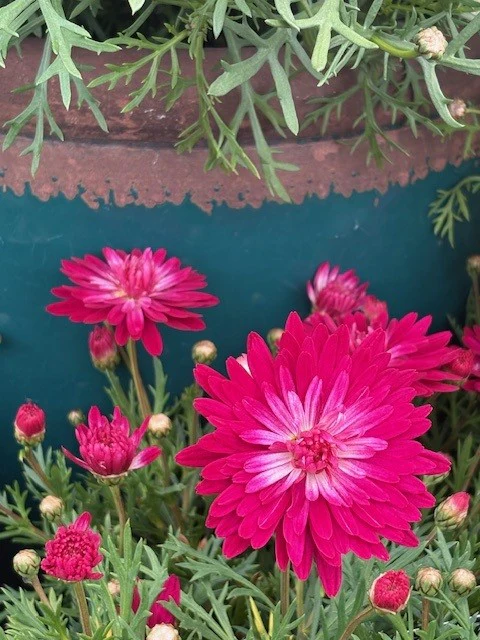 ARGYRANTHEMUM DAISY - Image 3