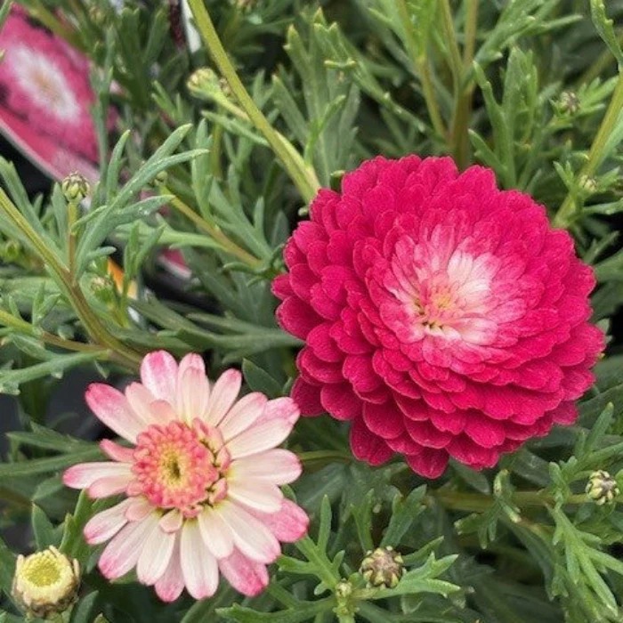 ARGYRANTHEMUM DAISY - Image 4