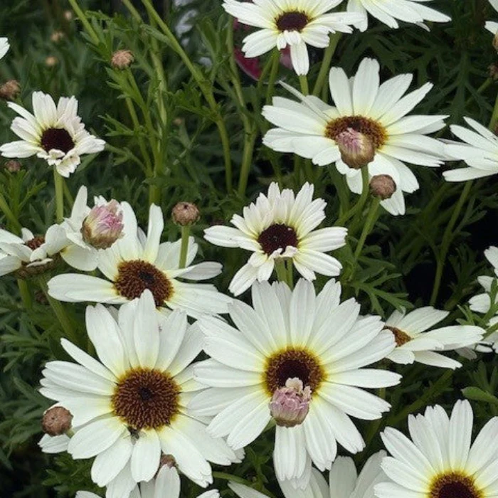 ARGYRANTHEMUM DAISY - Image 5
