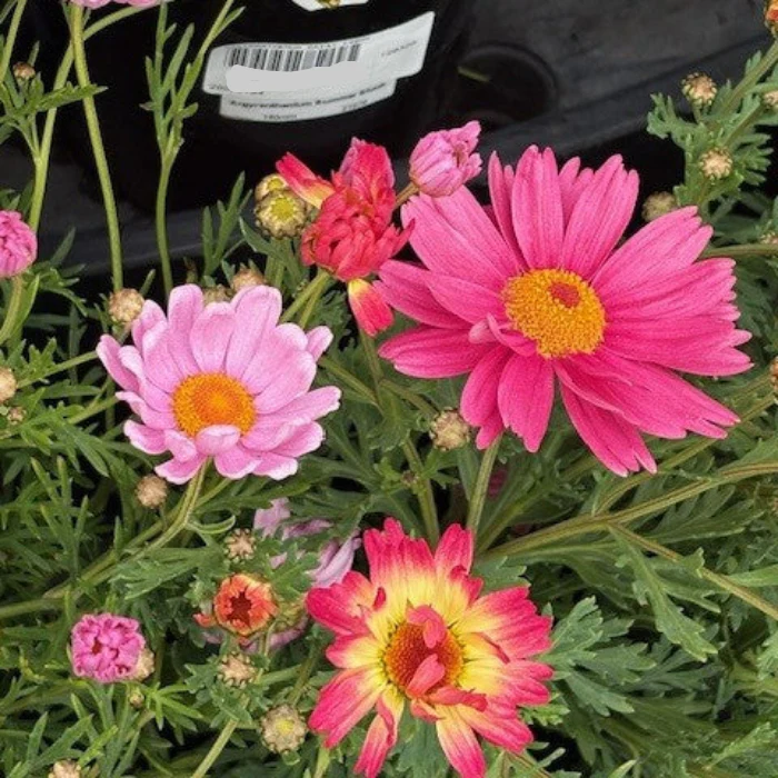 ARGYRANTHEMUM DAISY - Image 6