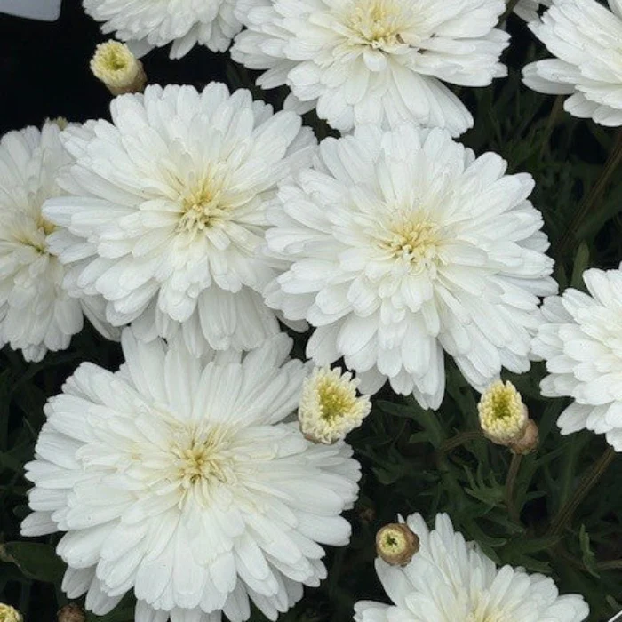 ARGYRANTHEMUM DAISY - Image 7