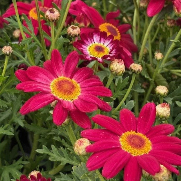 ARGYRANTHEMUM DAISY - Image 8
