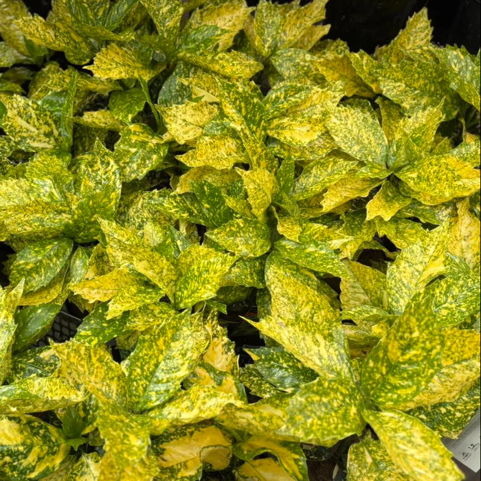 AUCUBA JAPONICA - Image 2