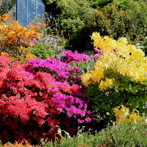 AZALEAS - ASSORTED