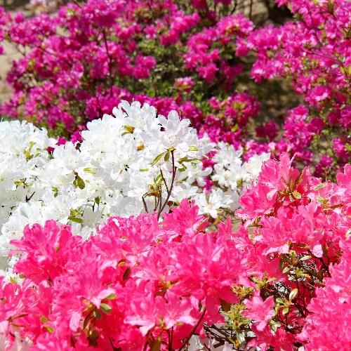 AZALEAS - ASSORTED - Image 2
