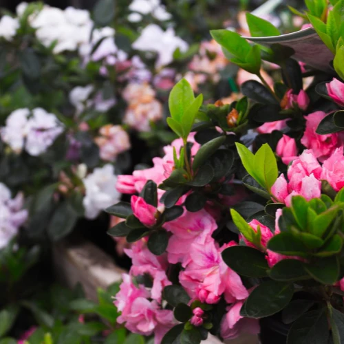 AZALEAS - ASSORTED - Image 3