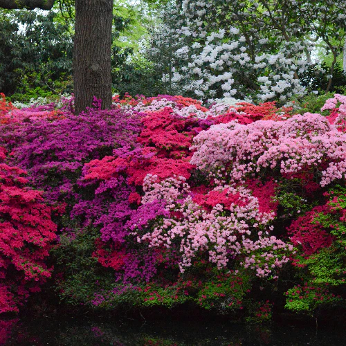AZALEAS - ASSORTED - Image 4