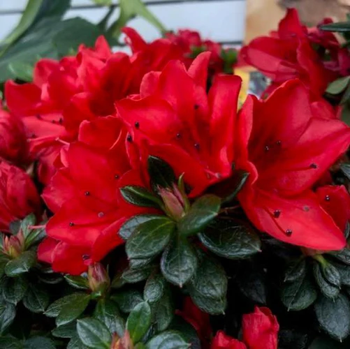 AZALEAS - ASSORTED - Image 5