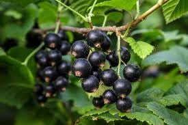 PRE ORDER - BARE ROOT BLACK CURRANT - Bare Rooted