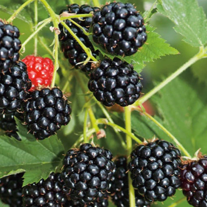 THORNLESS BLACKBERRY 2LTR