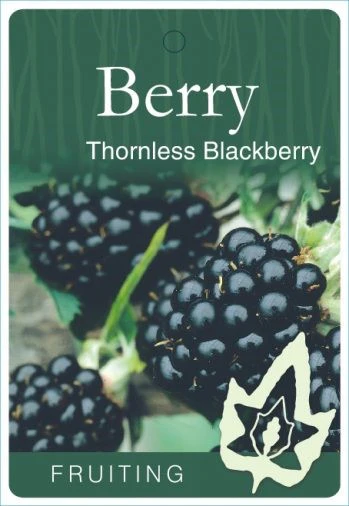PRE ORDER - BARE ROOT BLACKBERRY THORNLESS - Bare Rooted - Image 2