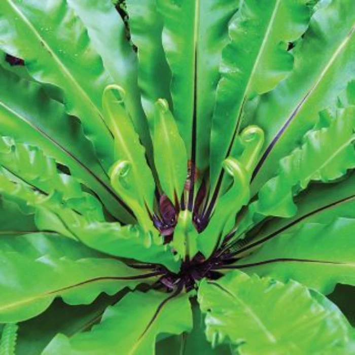 BIRDS NEST FERN