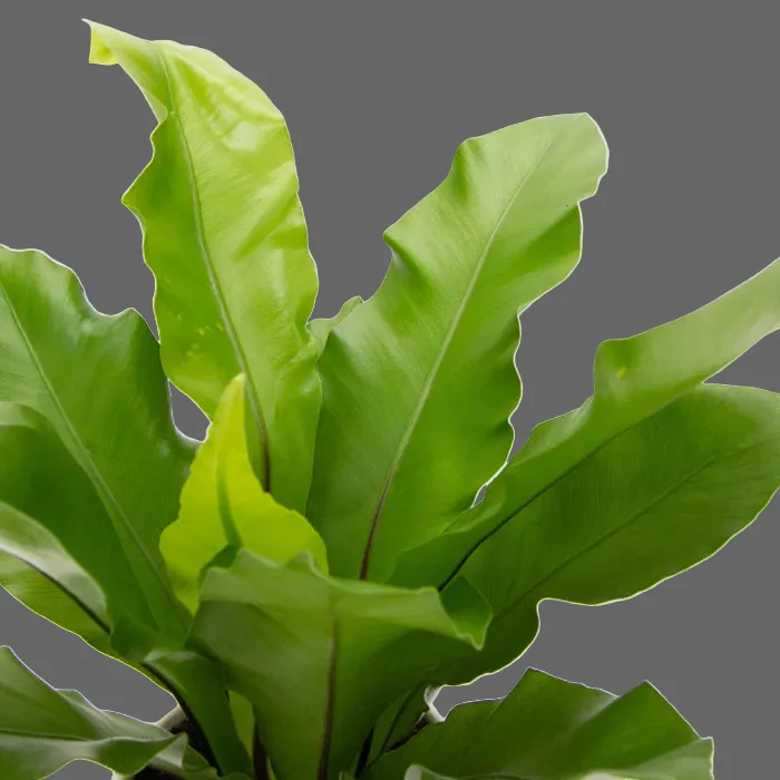BIRDS NEST FERN - Image 2