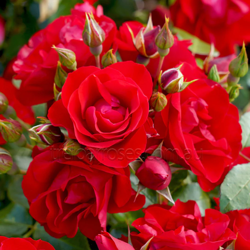 PRE ORDER - BLACK FOREST ROSE - Bare Rooted
