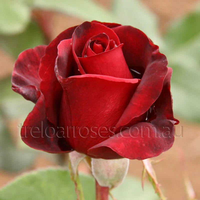 PRE ORDER - BLACK MAGIC - Bare Rooted - Image 2