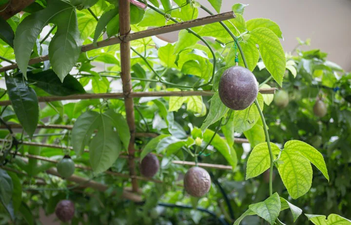 BLACK PASSIONFRUIT 140mm