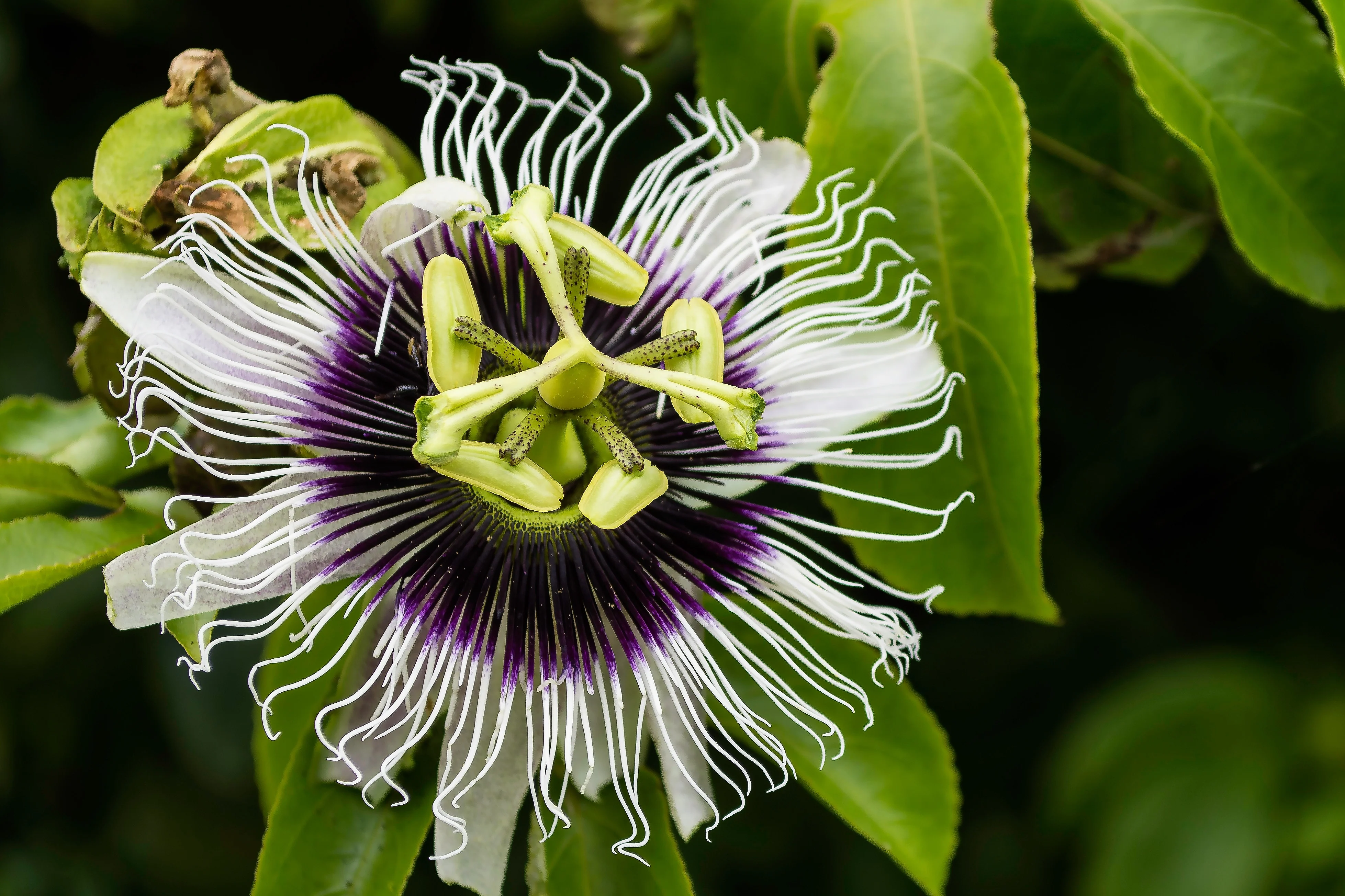 BLACK PASSIONFRUIT 140mm - Image 2