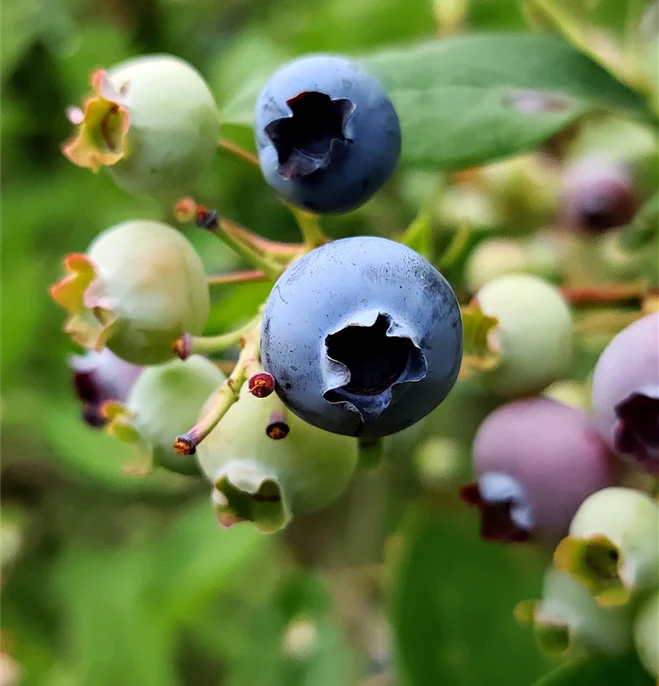 BLUEBERRY SUNSHINE BLUE - Image 2