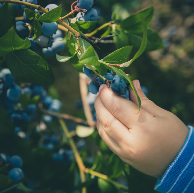 BLUEBERRY SUNSHINE BLUE - Image 3